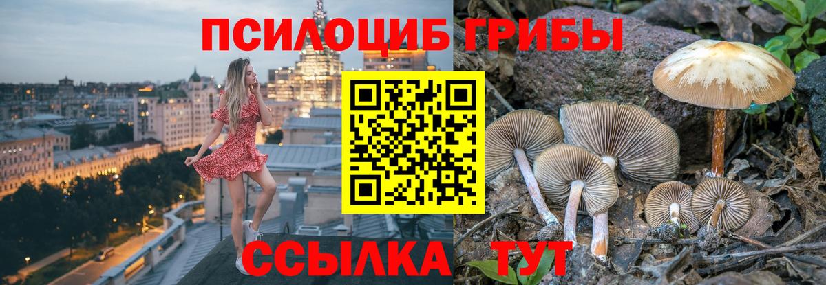 Псилоцибиновые грибы мухоморы  Вход с VPN  Будённовск  где купить наркоту  Псилоцибиновые грибы GOLDEN TEACHER 